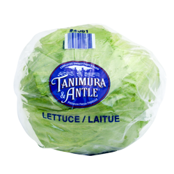 Iceberg-Lettuce-fe