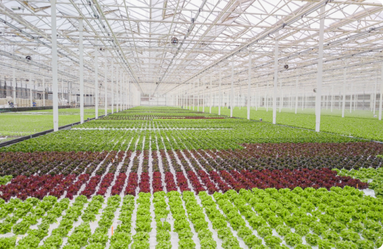 Home Tanimura & Antle