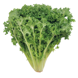 Endive Tanimura Antle