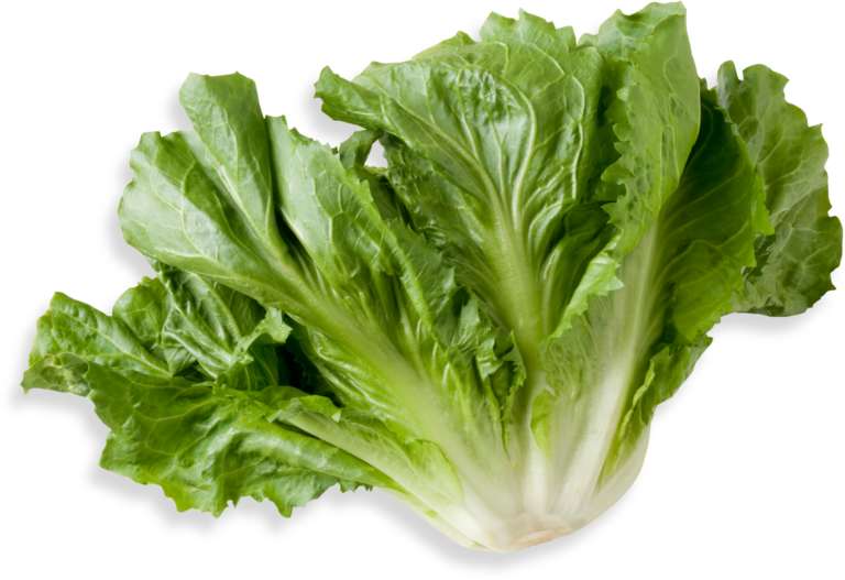 Escarole Tanimura & Antle