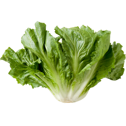 Escarole-fe