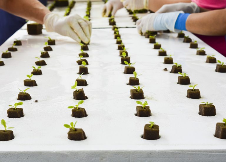 Greenhouse Grown Tanimura & Antle