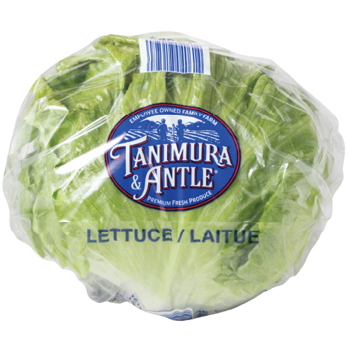 Iceberg Lettuce