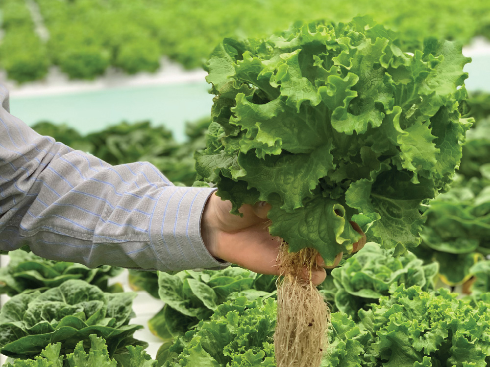 Greenhouse Grown - Innovation Photo