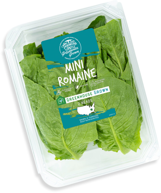 Mini Romaine