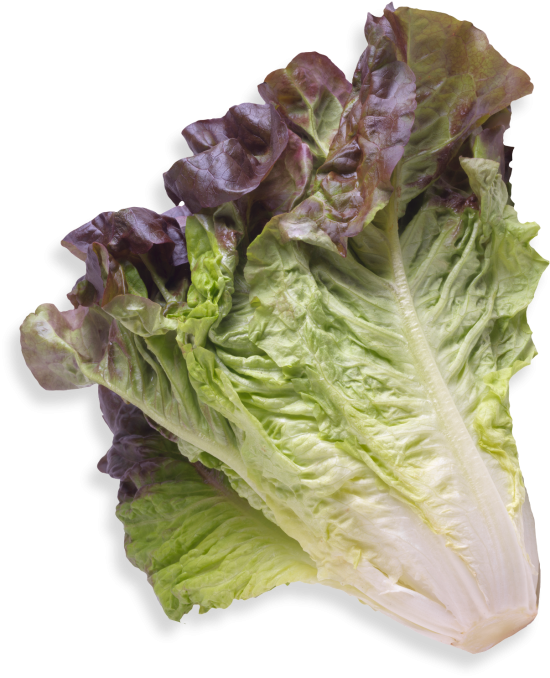 Tanimura & Antle - Tanimura & Antle, Little Gems - Lettuce, Sweet (3 count), Shop